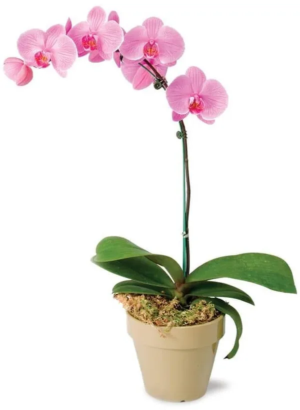 Dendrobium_Orchid_Plant