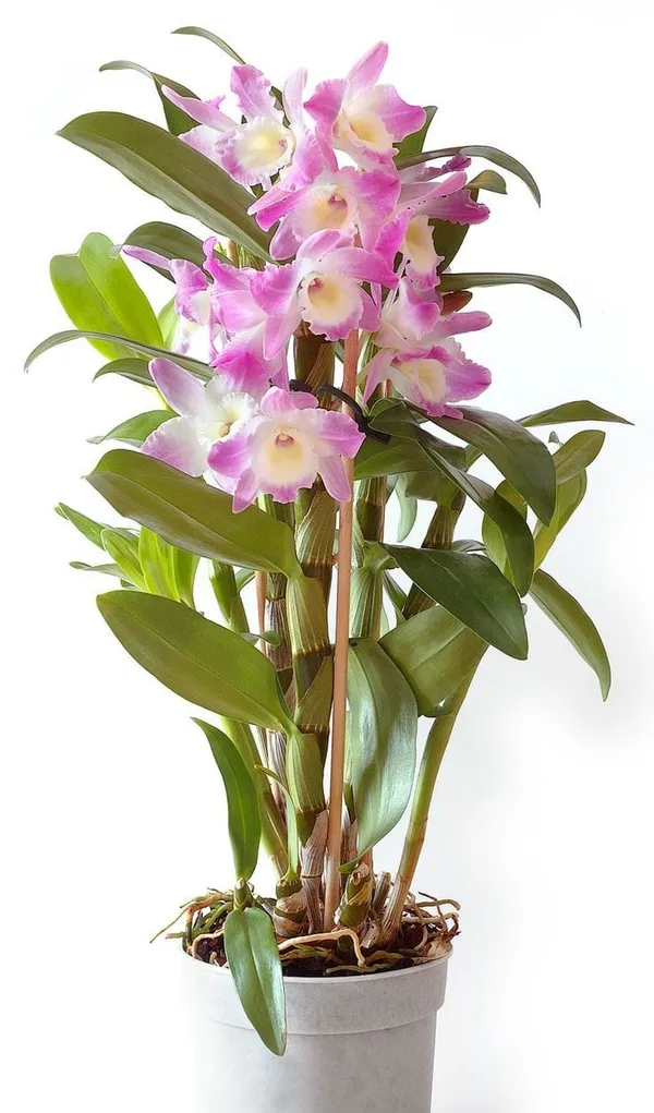 Dendrobium_Orchid_Plant