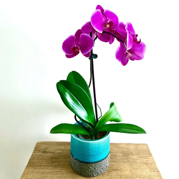 Dendrobium_Orchid_Plant