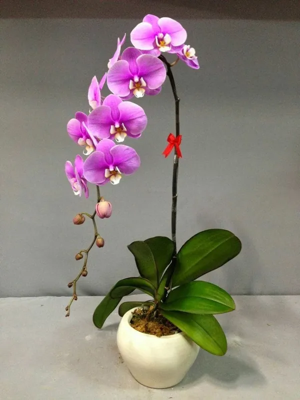 Dendrobium_Orchid_Plant