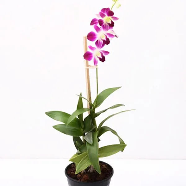 Dendrobium_Orchid_Plant