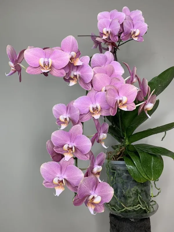 Dendrobium_Orchid_Plant