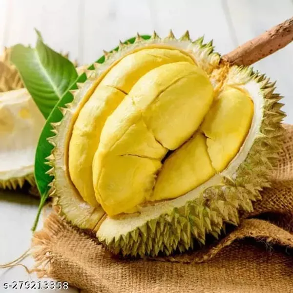 Yellow_Durian_Fruit_Plant