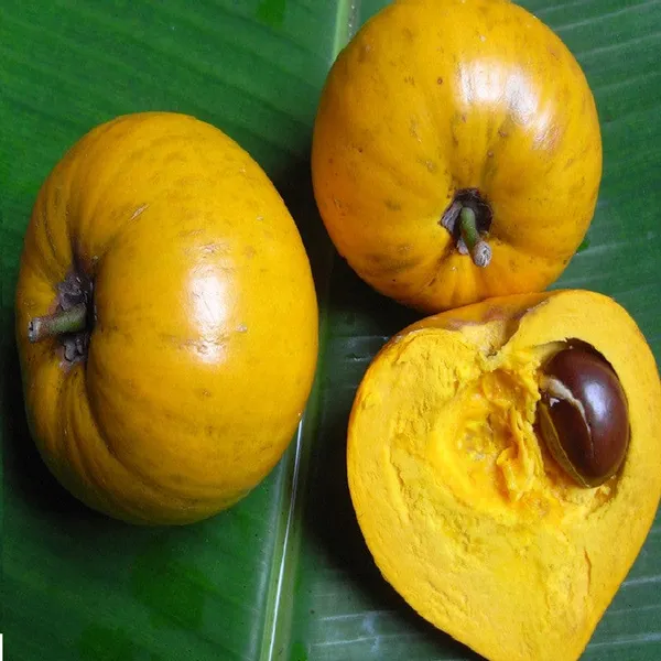 Yellow_Egg_Fruit_Plant