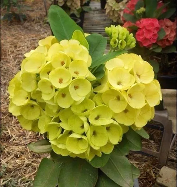 Yellow_Euphorbia__Flower_Plant_(Mili)