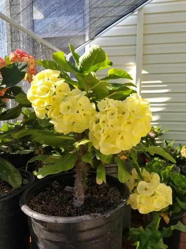 Yellow_Euphorbia__Flower_Plant_(Mili)