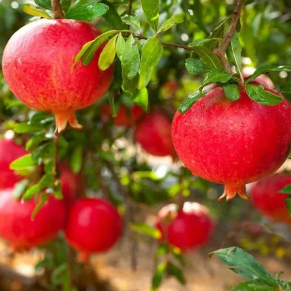 Red_Eversweet_Pomegranate_Fruit_Plant