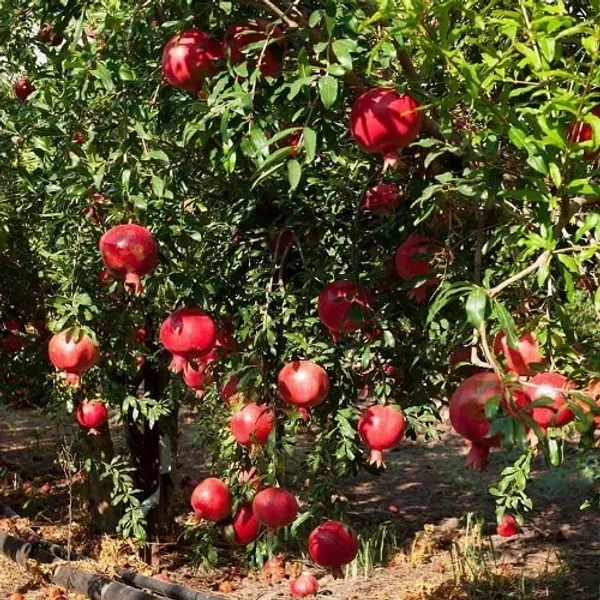 Red_Eversweet_Pomegranate_Fruit_Plant