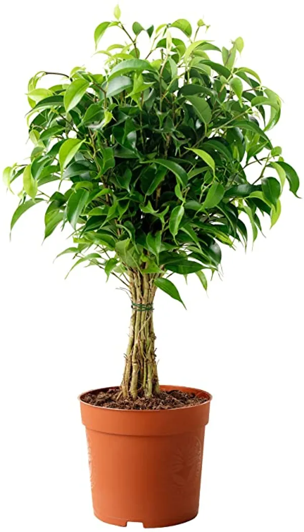 Green_Ficus_Benjamina_Ie_Indoor_Plant