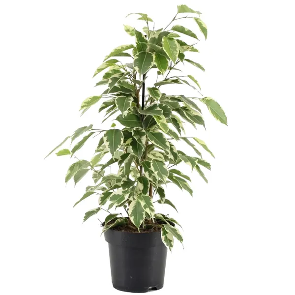 Starlight_Ficus_Benjamina__Indoor_Plant