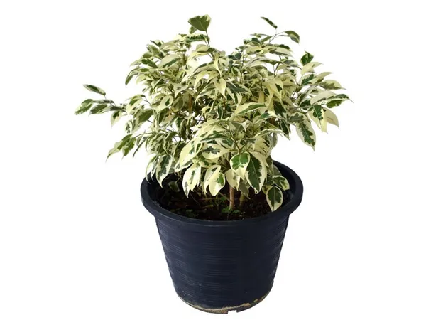 Starlight_Ficus_Benjamina__Indoor_Plant