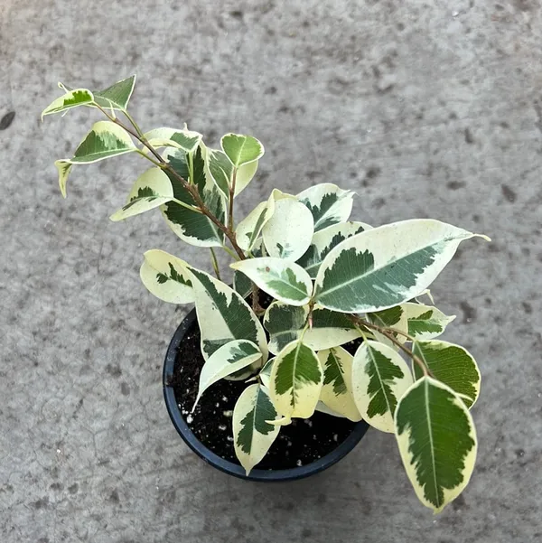 Starlight_Ficus_Benjamina__Indoor_Plant