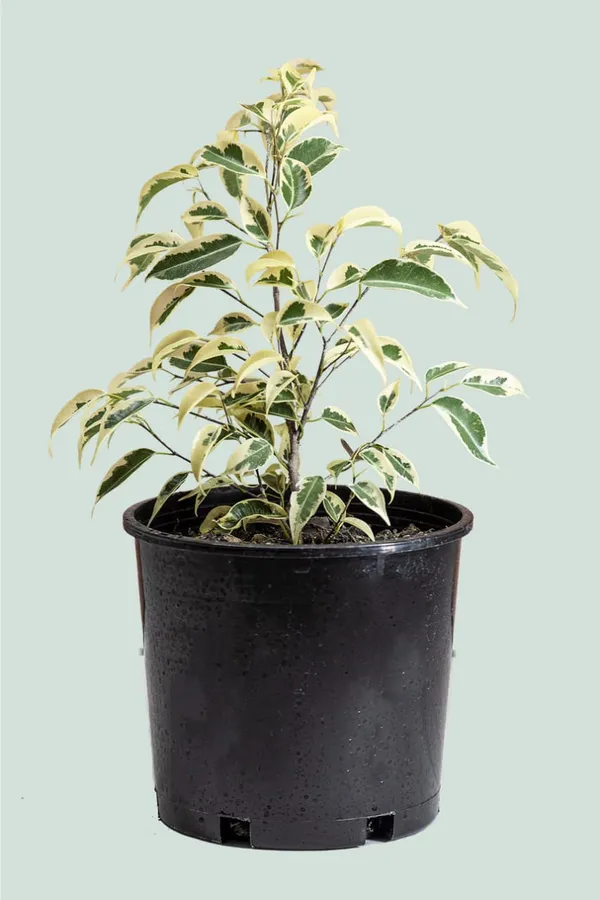 Starlight_Ficus_Benjamina__Indoor_Plant