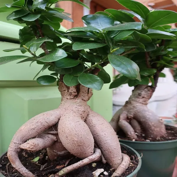 Green_Ficus_Microcarpa_Bonsai