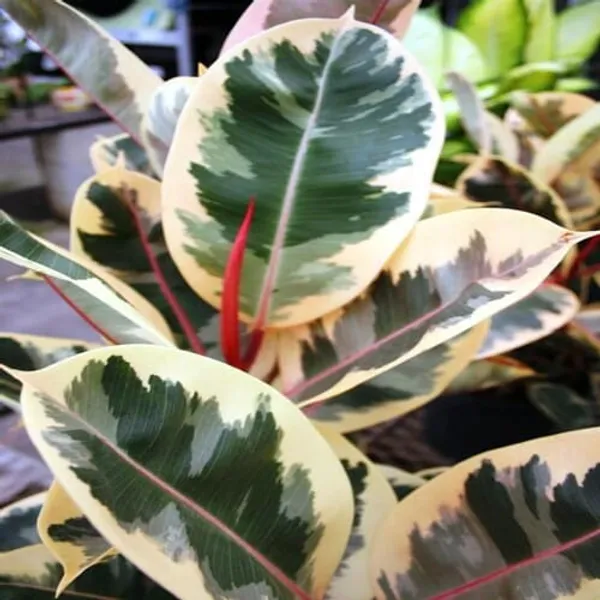 Multicolour_Ficus_Rubber_Plant_Variegata_|_Indoor_&_Outdoor