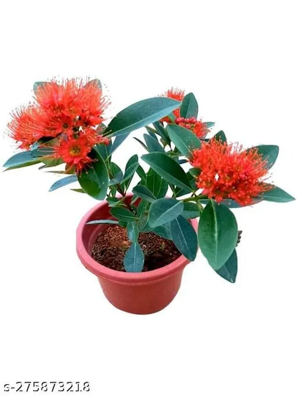Red_First_Love__Flower_Plant