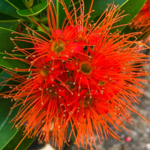 Red_First_Love__Flower_Plant
