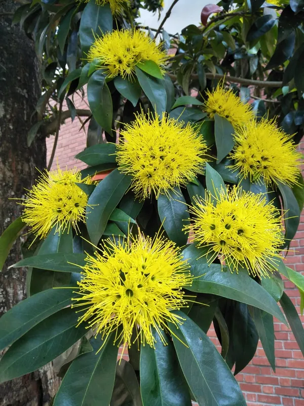 Yellow_First_Love__Flower_Plant
