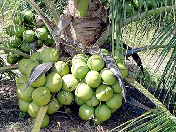 Green_Ganga_Bondam_Coconut_Plant_(1.5-3_Feet_Height_Pack_Of_1)