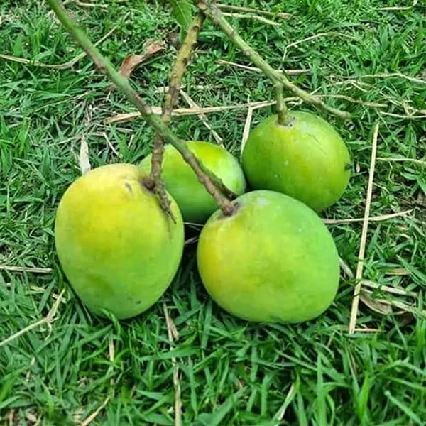 Green_Gobindabhog_Mango_Plant(_Grafting)
