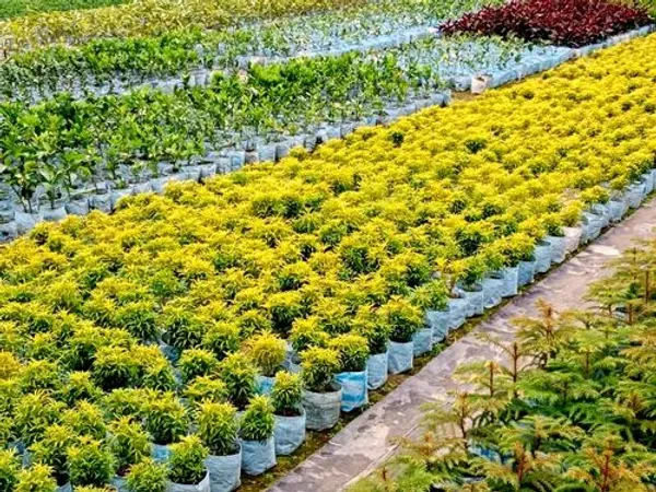 Green_Gold_Aralia_|_Indoor_Plant
