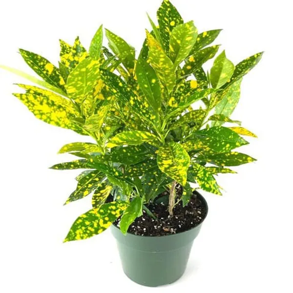 Green_Gold_Dust_Croton_(Out_Pot)