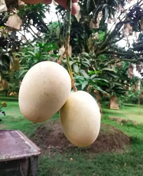 Green_Gourmati_Mango_Grafting_Plant