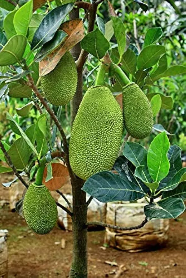 Green_Gumless_Jackfruit_Plant