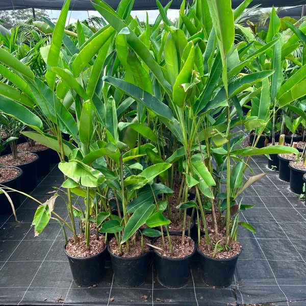 Red_Heliconia_Rostrata_Flowering_Plants