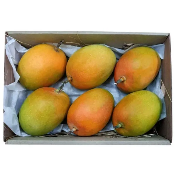Green_Hapus_Mango_Grafting_Plant