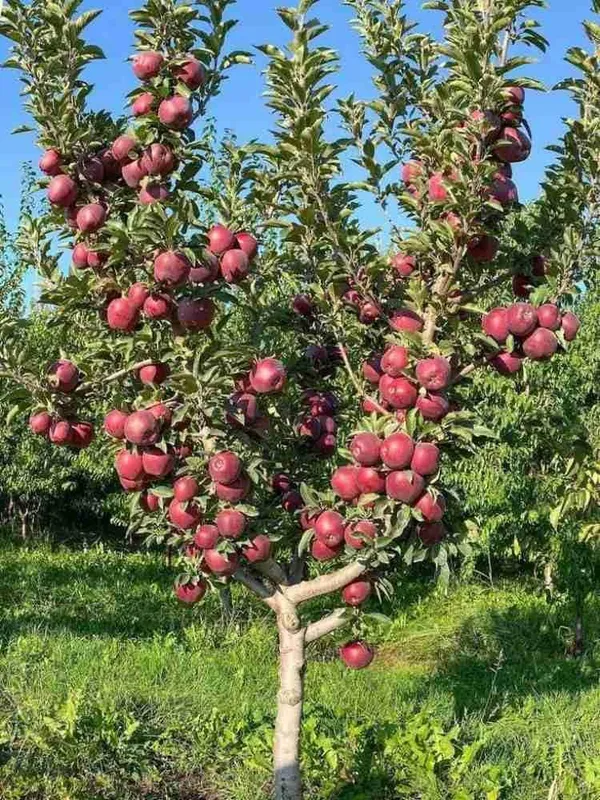 Hrmn_apple_plant|Hybrid_and_Grafting_plant