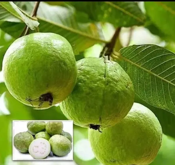 Green_Hybrid_Baraipur_Guava_Plant