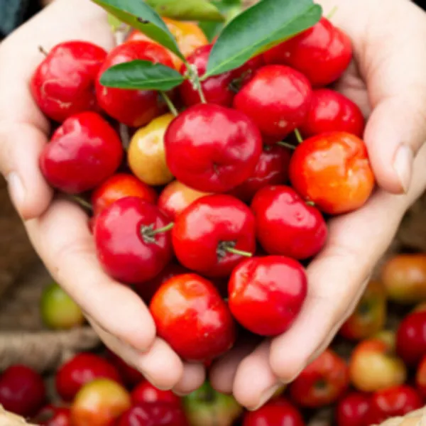 Red_Hybrid_Barbados_Cherry_Plant
