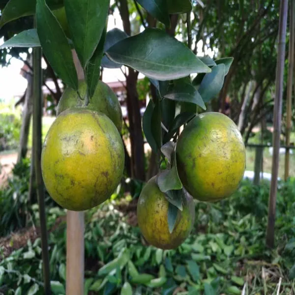 Green_Hybrid_Big___Plant_|_Grafted_Plant