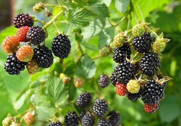 Black_Hybrid__Berry_Fruit_Plant