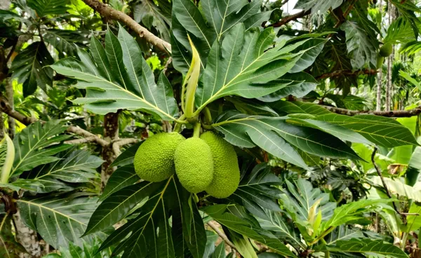 Green_Hybrid_Bread_Fruit_Plant_(1.5-3_Feet_Height_Pack_Of_1)
