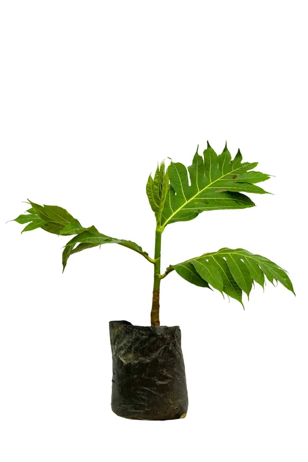 Green_Hybrid_Bread_Fruit_Plant_(1.5-3_Feet_Height_Pack_Of_1)