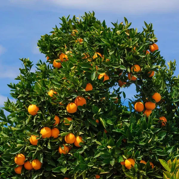 Green_Hybrid_Cara_Cara_Navel__|_Grafted_Plant