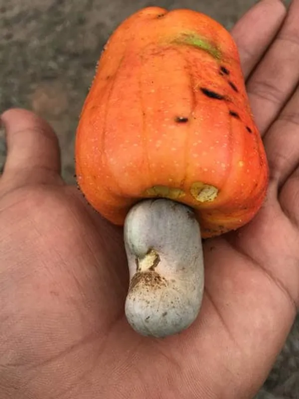 Green_Hybrid_Cashew_Fruit_|_Grafted_Plant