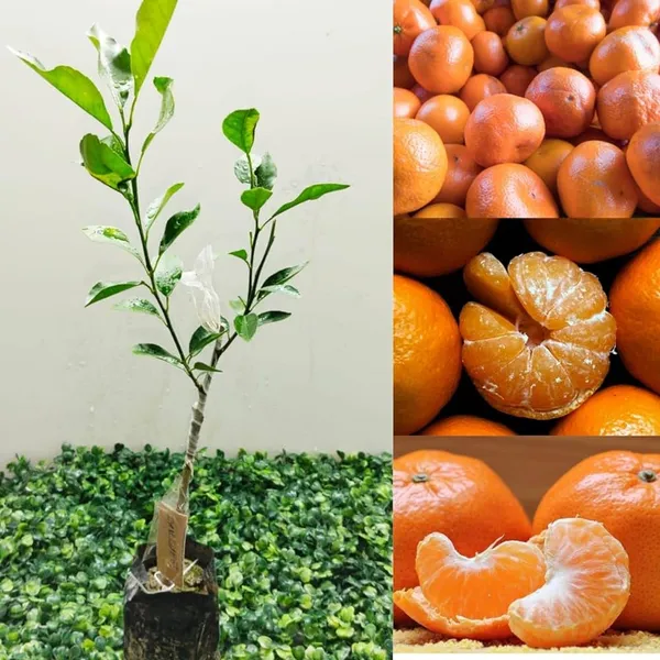 Orange_Hybrid_Chatuki__|_Grafted_Plant