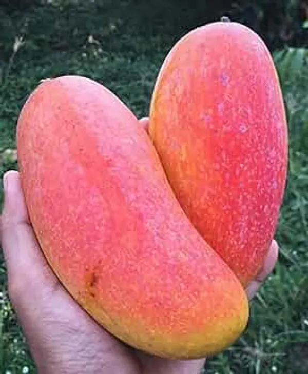 Thai_King_Of_Chakapat_Mango_Aam_Grafted_Fruit_Live_Plant_(1.5-3_Feet_Height)