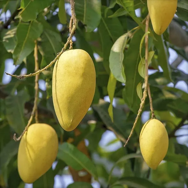 Green_Hybrid_Chowsa_Mango_Grafting_Plant