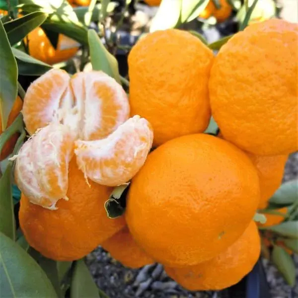 Orange_Hybrid_Dancy__|_Grafted_Plant