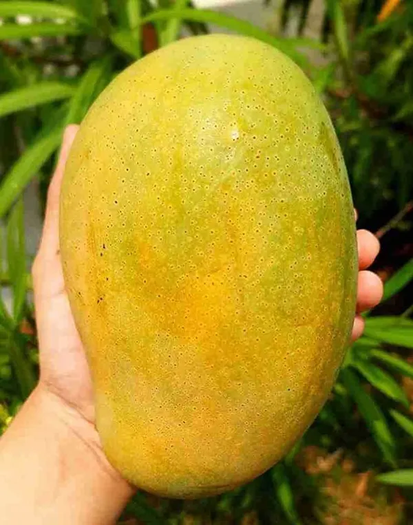 Green_Hybrid_Dasheri_Mango_Grafting_Plant