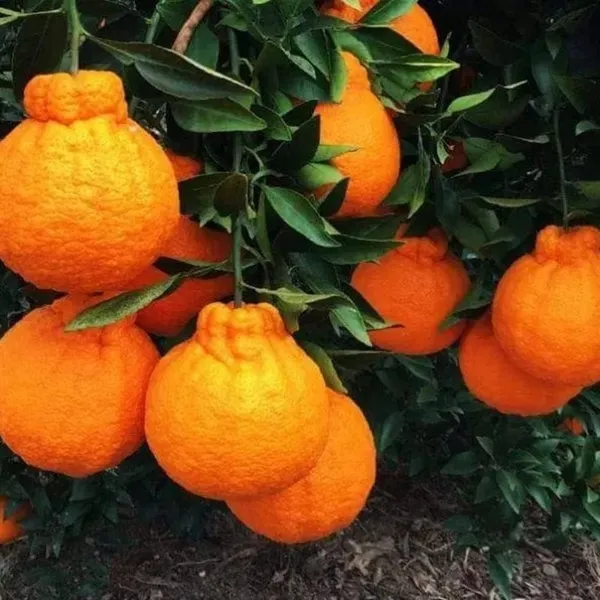 Orange_Hybrid_Dekopon__|_Grafted_Plant