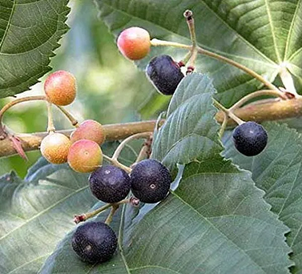 Black_Hybrid_Falsa_Fruit_Plant