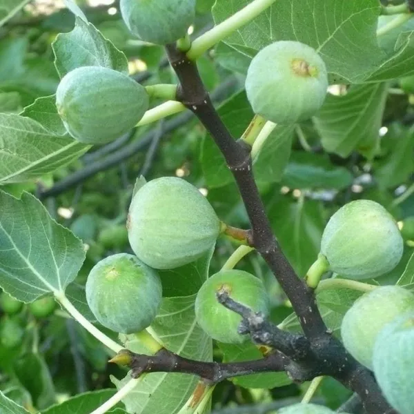 Green_Hybrid_Fig_Plant