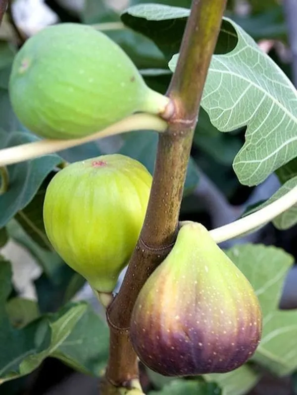 Green_Hybrid_Fig_Plant