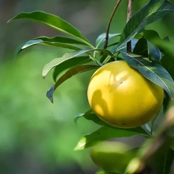 Green_Hybrid_Gaint_Abiu_Fruit_Plant