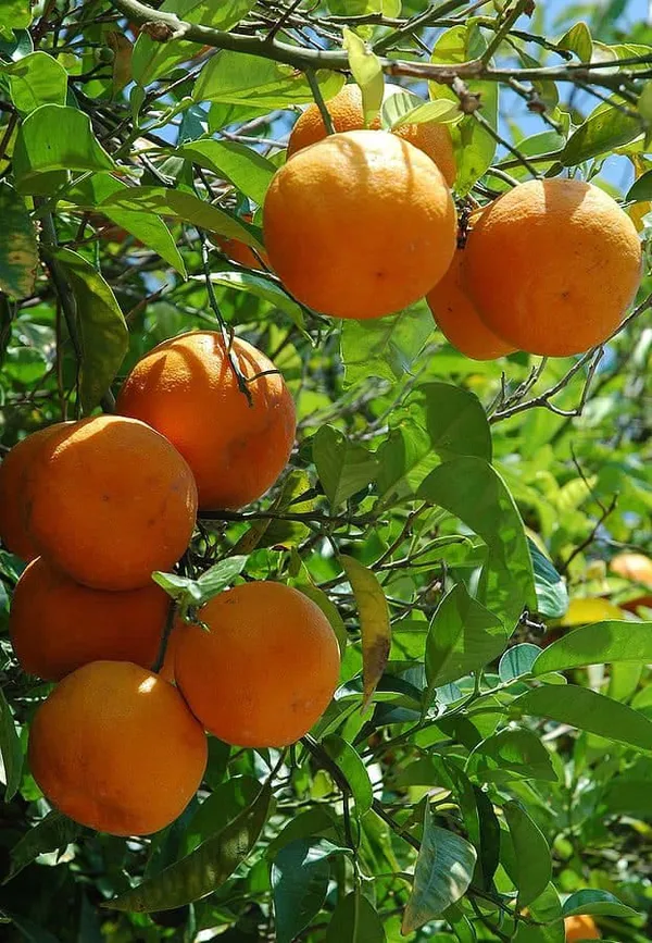 Orange_Hybrid_Gaint_Darjeeling__|_Grafted_Plant